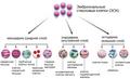 Выявлена роль некодирующих РНК в эмбриональном развитии