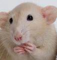 Мозговые протезы: искусственный мозжечок заработал на крысах