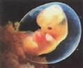 Стволовые клетки из плаценты эмбриона защищают сердце матери
