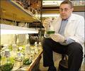 Генная модификация водорослей в двое увеличила прирост биомассы