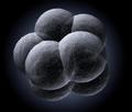 Искусственно созданная матка позволила изучить ранние стадии эмбриогенеза