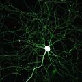 Синтез белков, происходящий в нейронах и необходимый для формирования памяти, контролируются с помощью микро-РНК