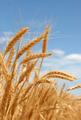Создан сорт пшеницы, устойчивой к соленой почве