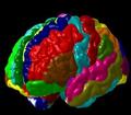 Создана самая точная функциональная карта мозга. Какие участки в ответе за интеллект?