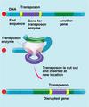 Ретротранспозиции в клетках рака человека
