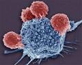 Т-лимфоциты могут остановить рак