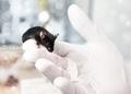 Геномодифицированная сперма – инновационный инструмент трансгенных технологий