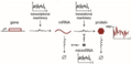 МикроРНК уменьшают шум экспрессии генов