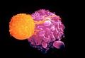 Вирусы помогут победить рак