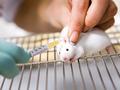 Отоларингологи вылечили глухих мышек с помощью генной инженерии