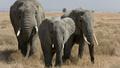 Найден ген, предотвращающий развитие рака у слонов