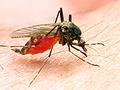 Ученые приблизились к созданию идеального лекарства от малярии