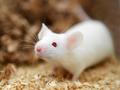 Прорыв в лечении диабета у мышей