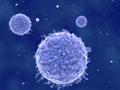 Эмбрион способен подавлять иммунный ответ на чужеродные иммуногены