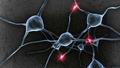 Покрытие нервных клеток связали с долговременной памятью