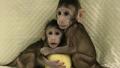 Генетики из Китая впервые клонировали обезьяну по методике "овечки Долли"