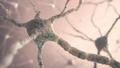 Биологи впервые увидели, как из стволовых клеток рождаются новые нейроны мозга