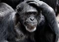 Зефирный эксперимент связал самоконтроль шимпанзе с уровнем интеллекта