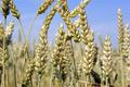 Расшифрован гигантский геном пшеницы