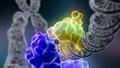 Ученые из ВШЭ выяснили, как появляются крупные мутации в раковых клетках