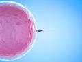 В шейке матки дольше всех выживают те сперматозоиды, чьи иммунные гены сильнее всего отличаются от женских