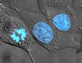 Обнаружены свидетельства вирусного происхождения клеточных ядер